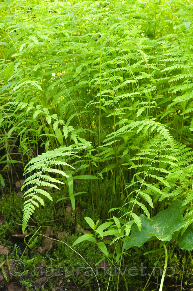 KA_06_1_0789 / Thelypteris palustris / Myrtelg