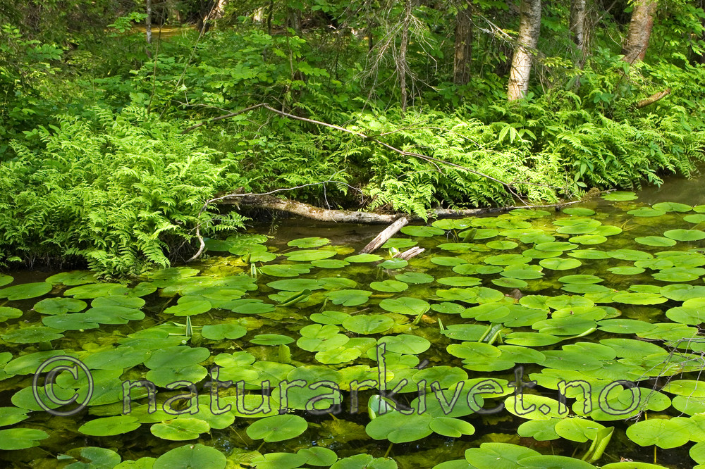 KA_06_1_0790 / Thelypteris palustris / Myrtelg