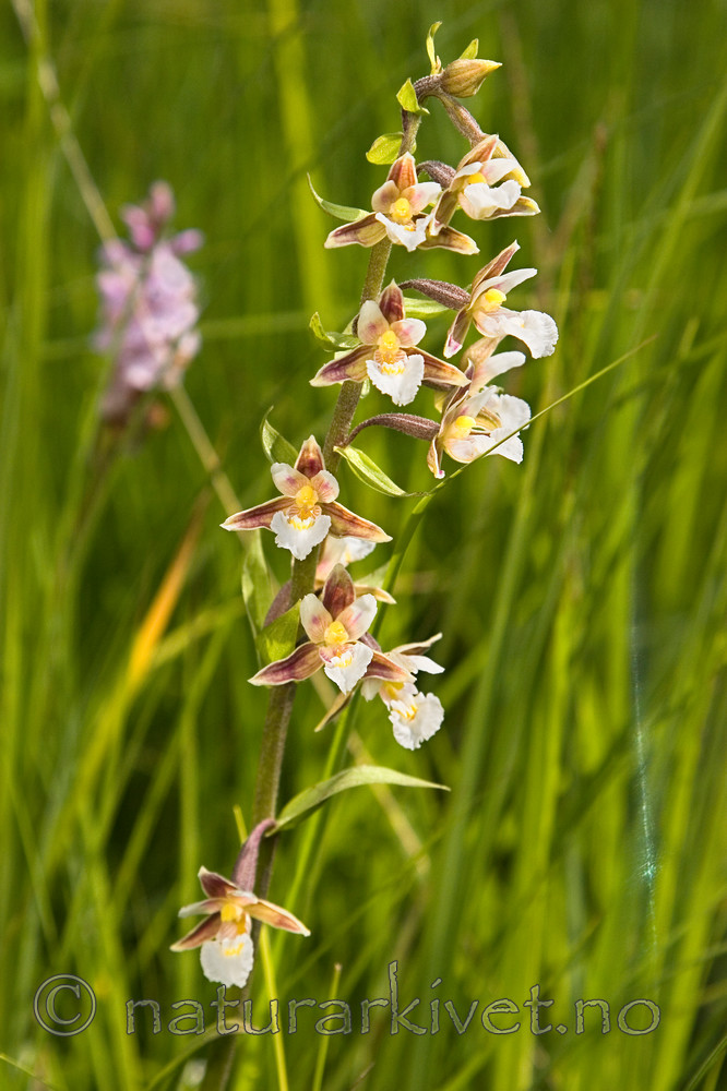 KA_06_1_0792 / Epipactis palustris / Myrflangre