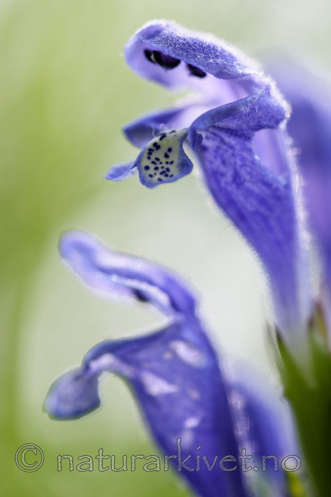 KA_06_1_0839 / Dracocephalum ruyschiana / Dragehode