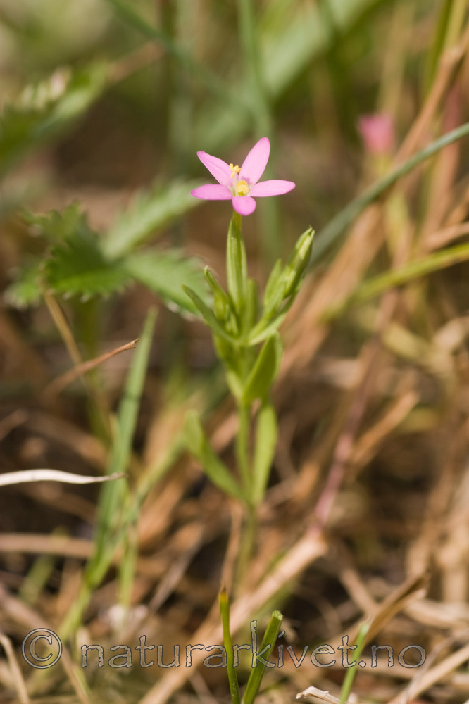 KA_06_1_0850 / Centaurium pulchellum / Dverggylden