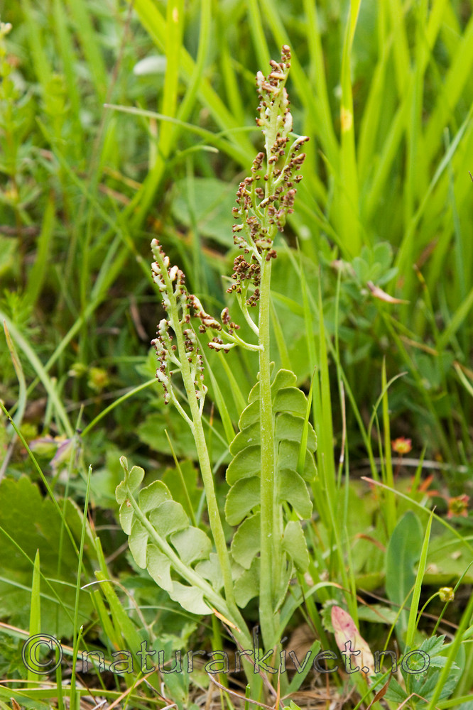 KA_06_1_0864 / Botrychium lunaria / Marinøkkel