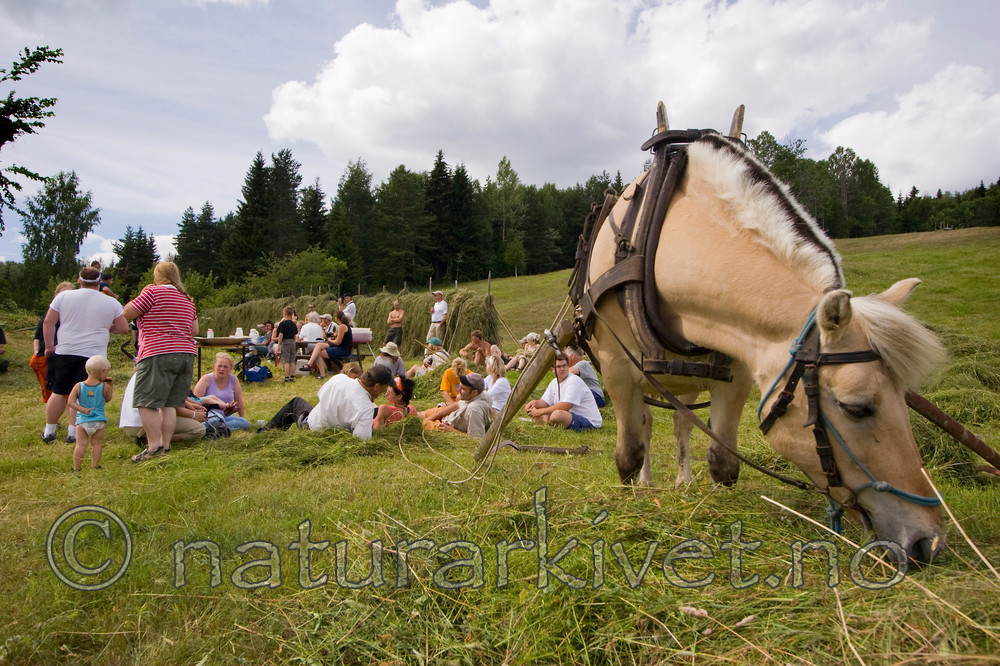 KA_06_1_0908 / Equus caballus / Hest