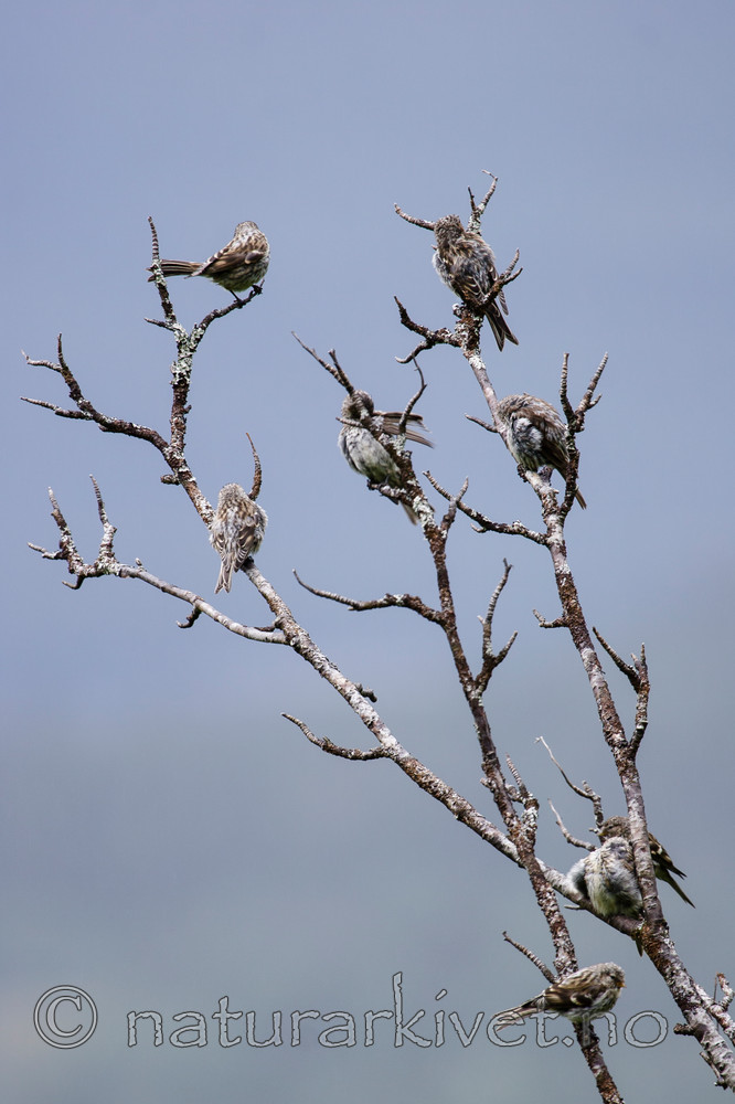KA_06_1_1119 / Carduelis flammea / Gråsisik