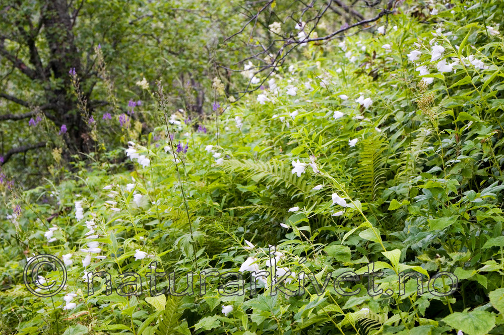 KA_06_1_1120 / Campanula latifolia / Storklokke
