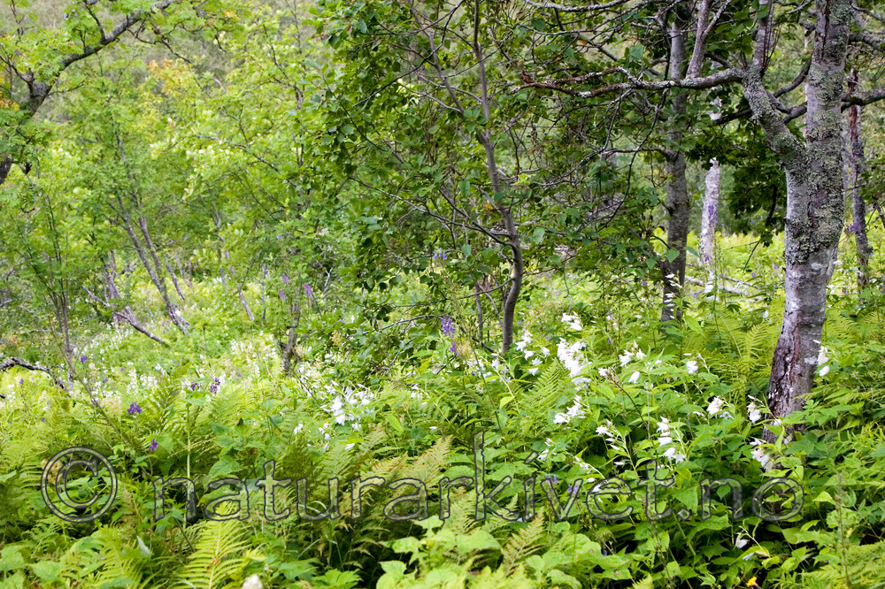 KA_06_1_1121 / Campanula latifolia / Storklokke
