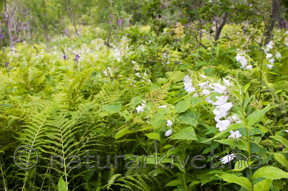 KA_06_1_1122 / Campanula latifolia / Storklokke
