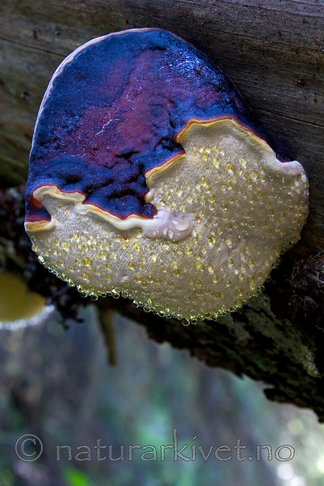 KA_06_1_1210 / Fomitopsis pinicola / Rødrandkjuke