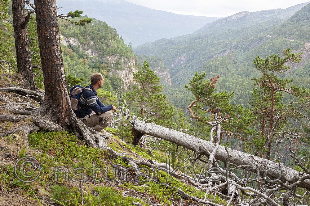 KA_06_1_1222 / Pinus sylvestris / Furu