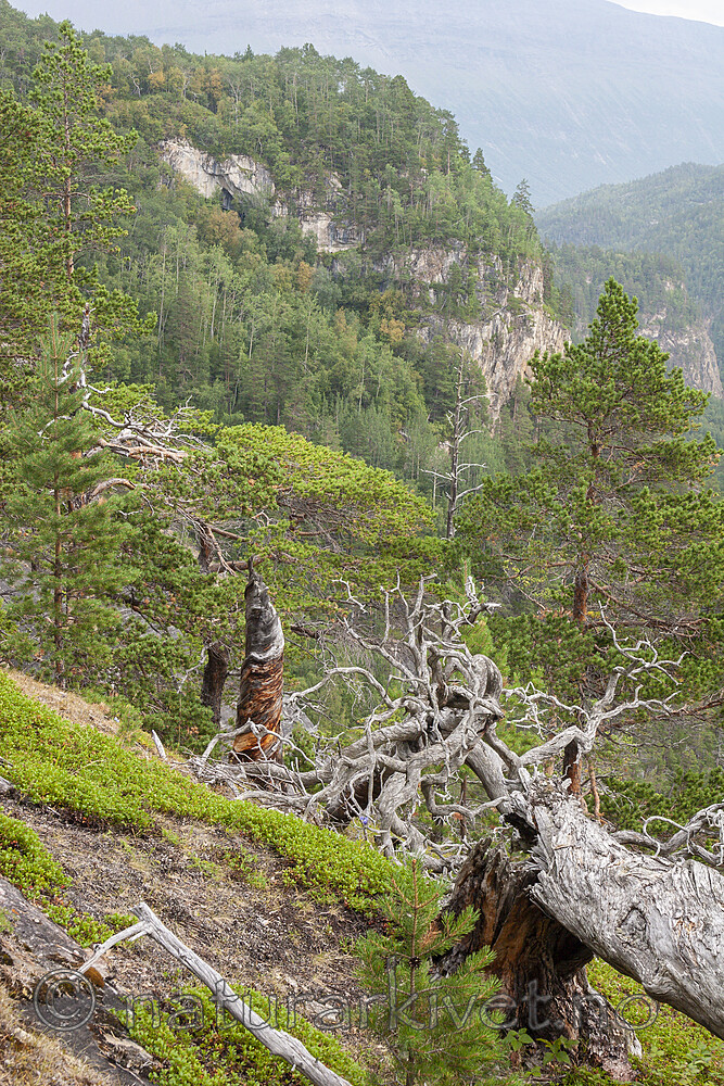 KA_06_1_1227 / Pinus sylvestris / Furu