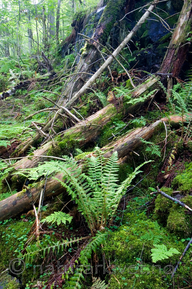 KA_06_1_1251 / Polystichum braunii / Junkerbregne