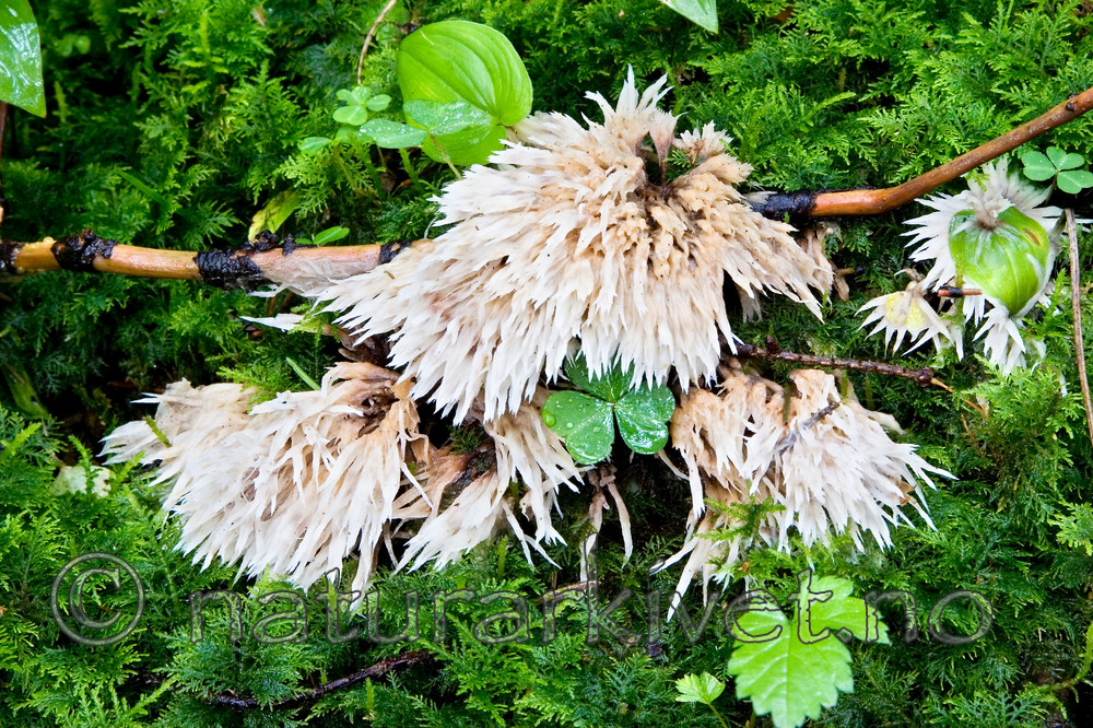 KA_06_1_1268 / Thelephora penicillata / Skjeggfrynsesopp