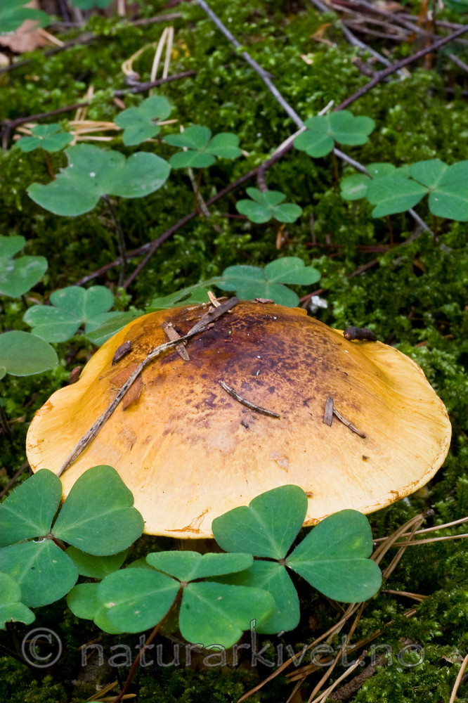 KA_06_1_1328 / Cortinarius meinhardii / Kanarigul slørsopp