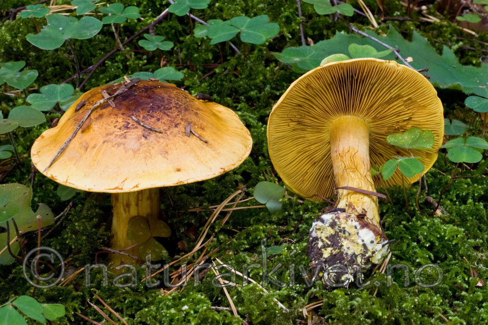 KA_06_1_1330 / Cortinarius meinhardii / Kanarigul slørsopp
