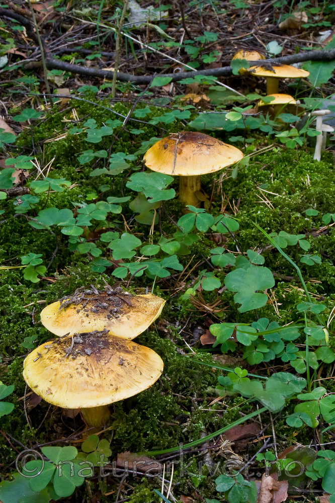KA_06_1_1336 / Cortinarius meinhardii / Kanarigul slørsopp