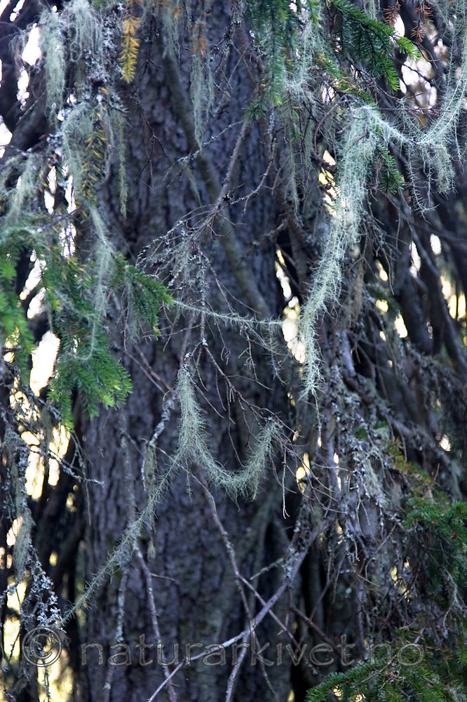 KA_06_1_1362 / Usnea longissima / Huldrestry