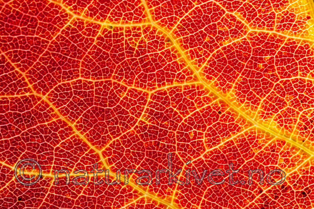 KA_06_1_1393 / Populus tremula / Osp