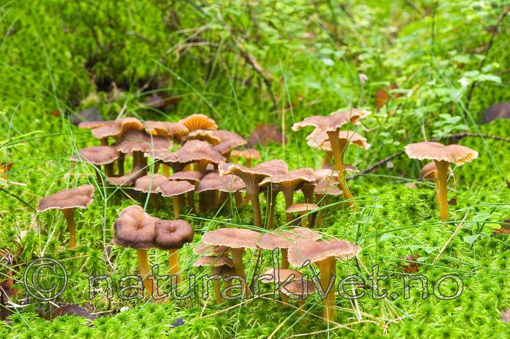 KA_06_1_1423 / Craterellus tubaeformis / Traktkantarell