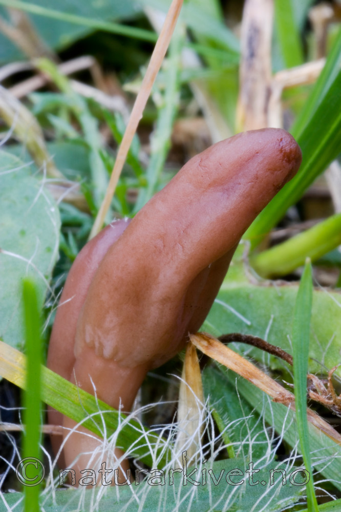 KA_06_1_1457 / Microglossum fuscorubens / Kobbertunge