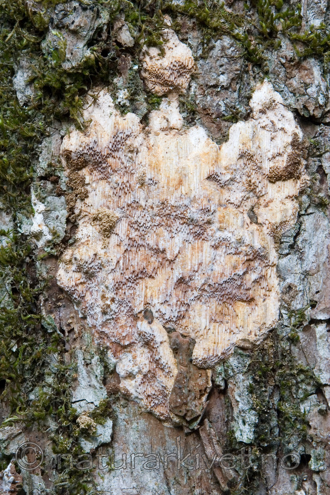 KA_06_1_1503 / Pachykytospora tuberculosa / Eikegreinkjuke