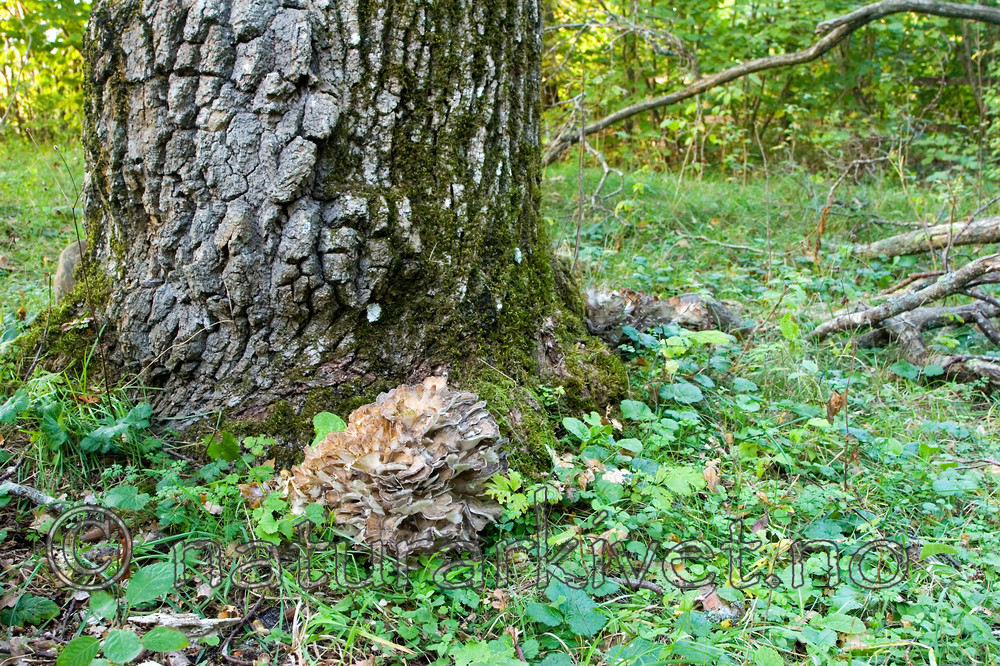 KA_06_1_1518 / Grifola frondosa / Korallkjuke
