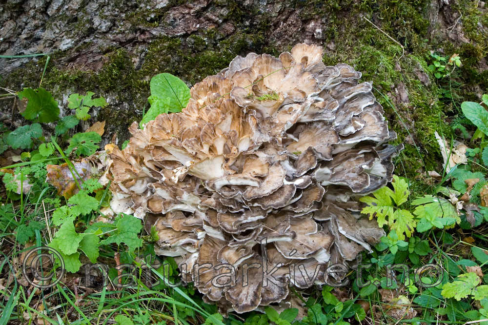 KA_06_1_1521 / Grifola frondosa / Korallkjuke