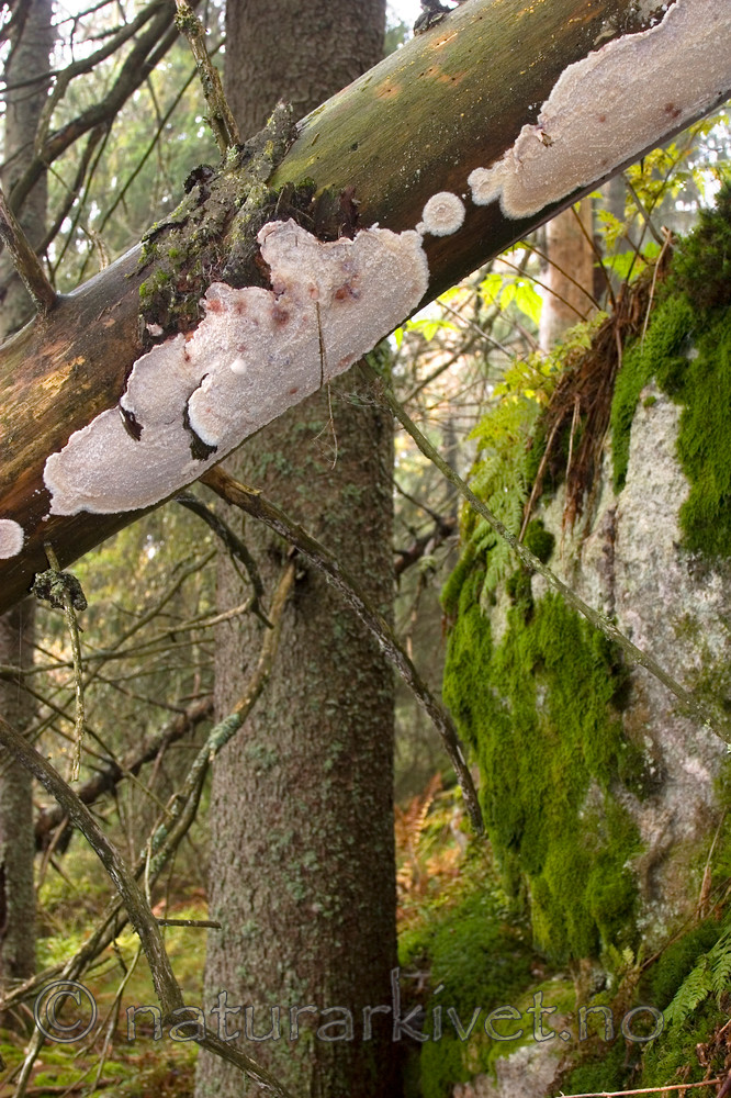 KA_06_1_1544 / Phlebia centrifuga / Rynkeskinn