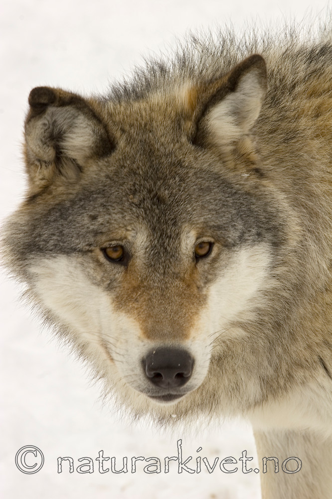 KA_07_1_0170 / Canis lupus / Ulv