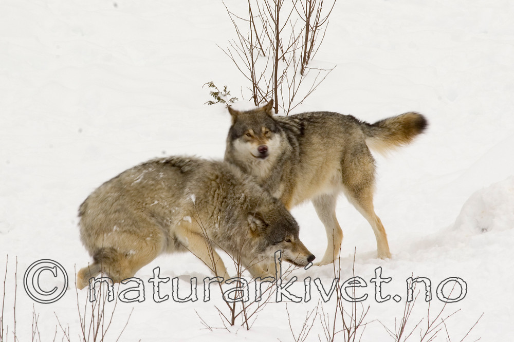 KA_07_1_0177 / Canis lupus / Ulv