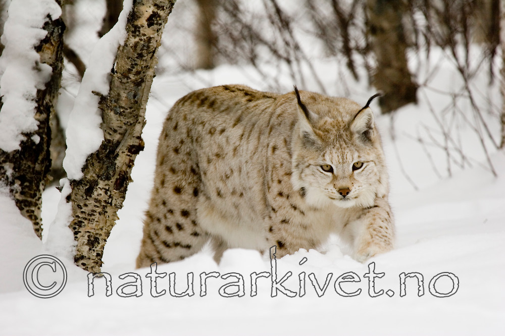 KA_07_1_0203 / Lynx lynx / Gaupe