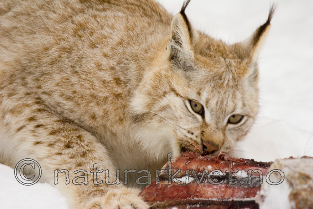 KA_07_1_0212 / Lynx lynx / Gaupe