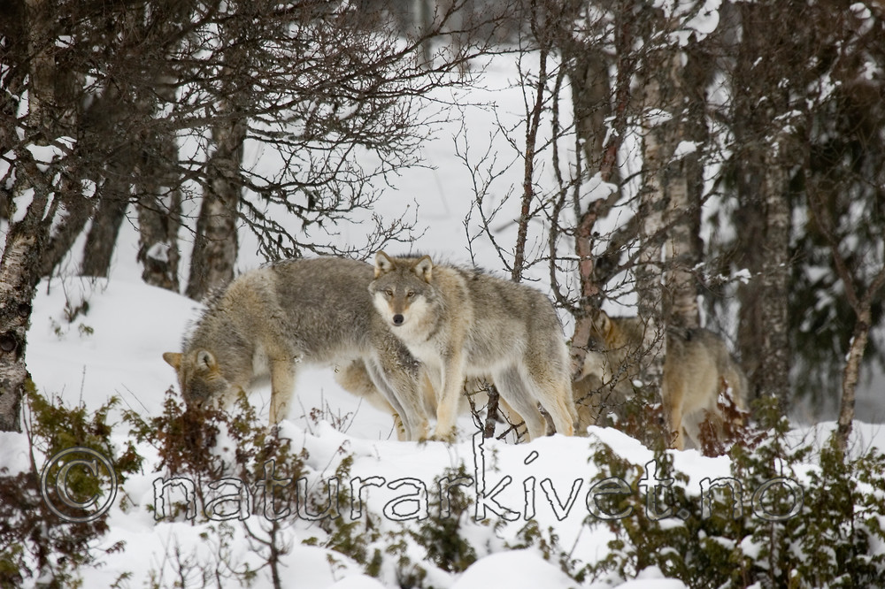 KA_07_1_0222 / Canis lupus / Ulv