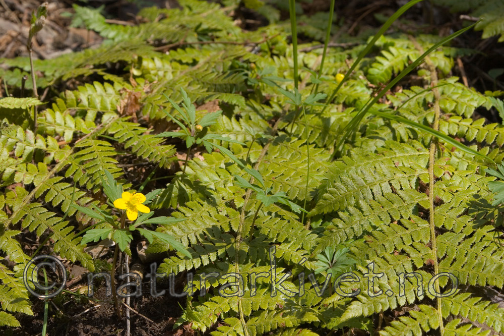 KA_07_1_0451 / Anemone ranunculoides / Gulveis <br /> Polystichum braunii / Junkerbregne