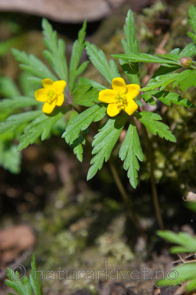 KA_07_1_0461 / Anemone ranunculoides / Gulveis