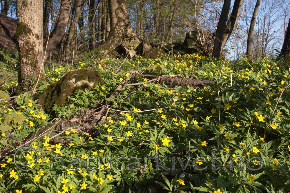 KA_07_1_0479 / Anemone ranunculoides / Gulveis