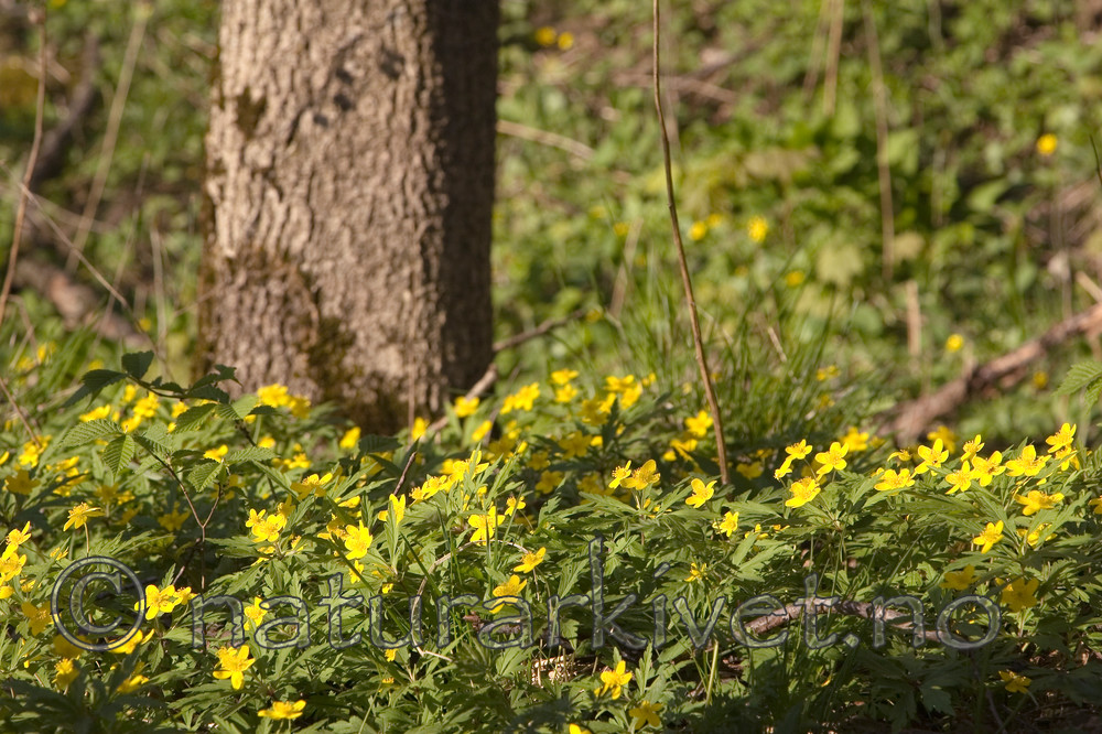 KA_07_1_0489 / Anemone ranunculoides / Gulveis