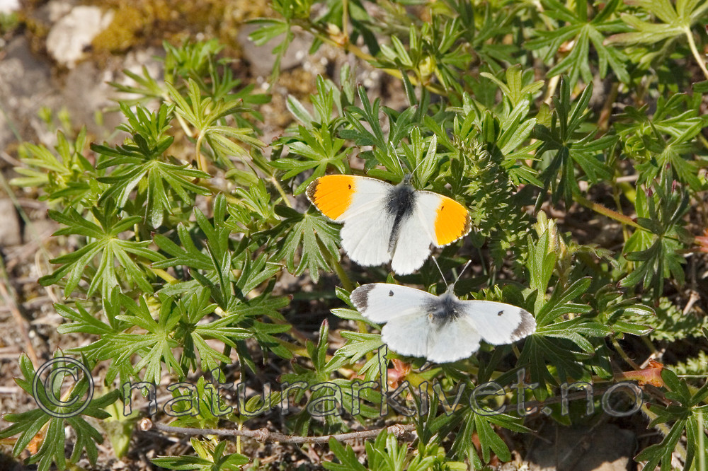 KA_07_1_0518 / Anthocharis cardamines / Aurorasommerfugl