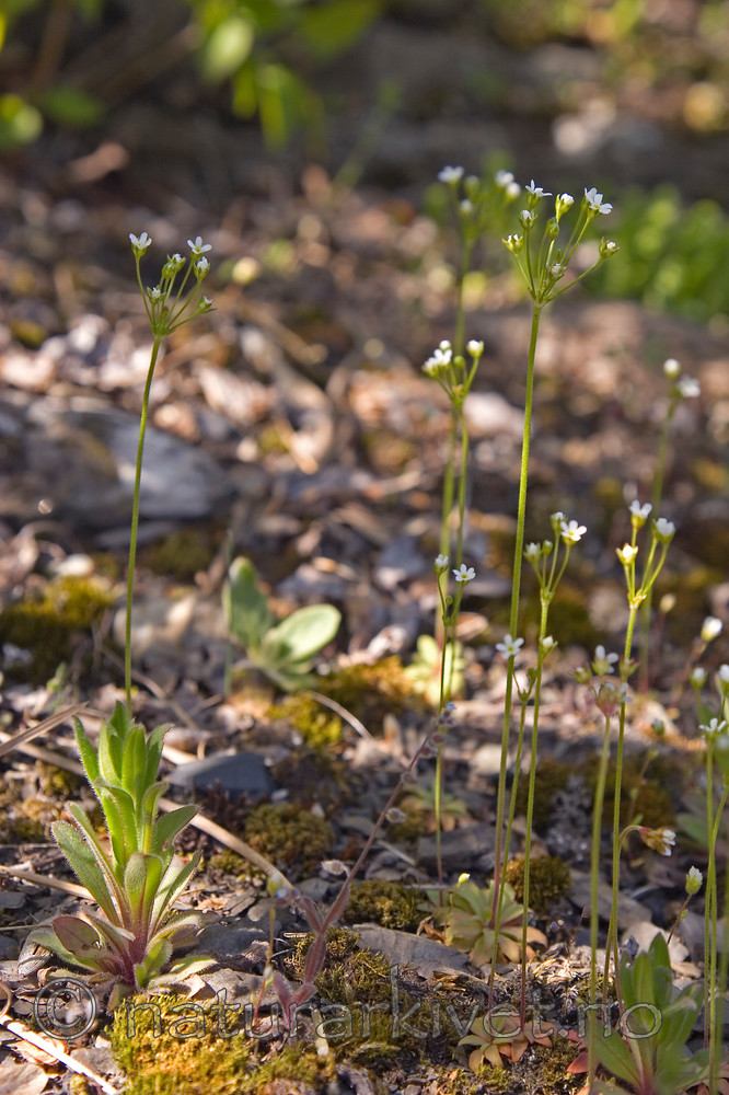 KA_07_1_0549 / Androsace septentrionalis / Smånøkkel