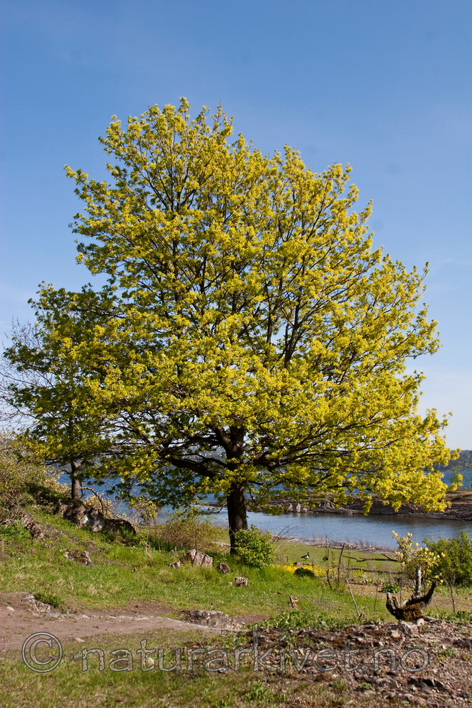 KA_07_1_0561 / Acer platanoides / Spisslønn
