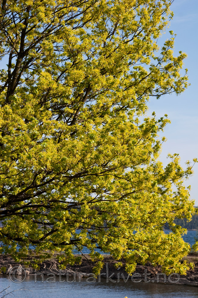 KA_07_1_0562 / Acer platanoides / Spisslønn