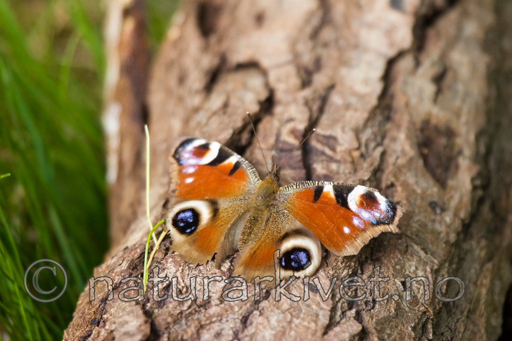 KA_07_1_0611 / Aglais io / Dagpåfugløye