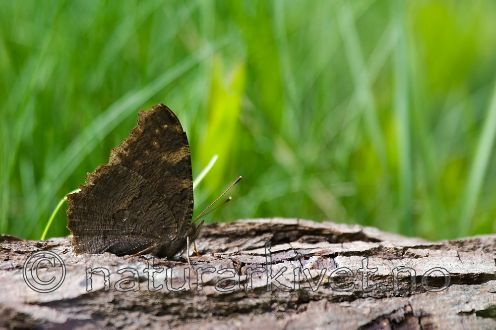 KA_07_1_0612 / Aglais io / Dagpåfugløye