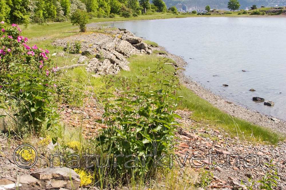 KA_07_1_0827 / Vincetoxicum rossicum / Russesvalerot