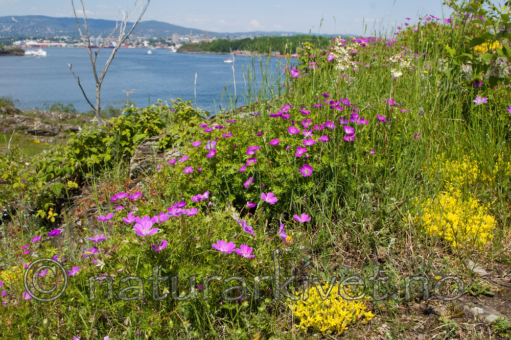 KA_07_1_0878 / Geranium sanguineum / Blodstorkenebb <br /> Sedum acre / Bitterbergknapp