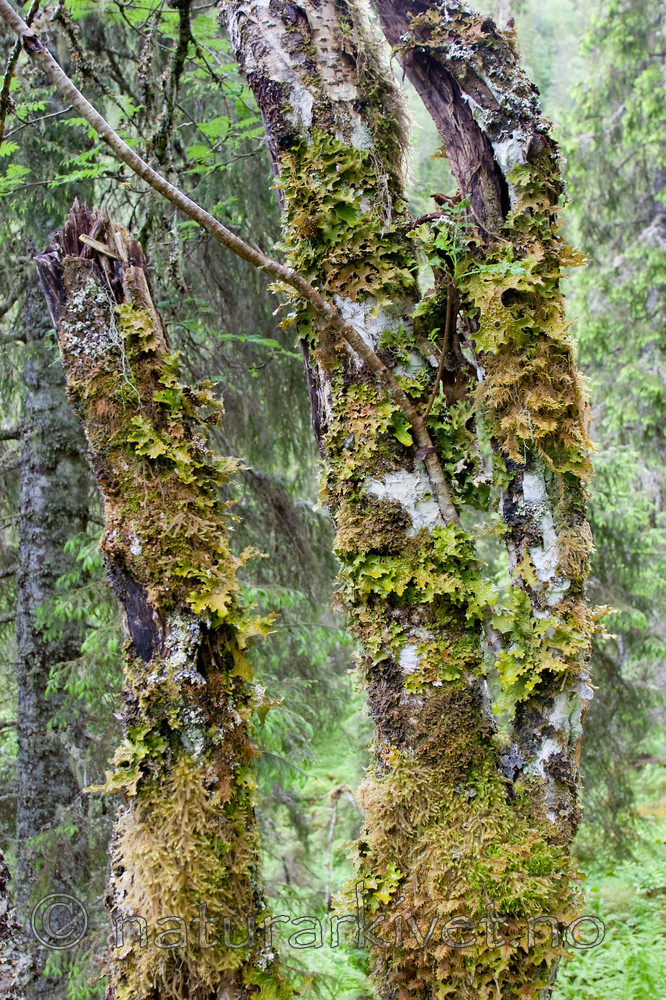 KA_07_1_0890 / Lobaria pulmonaria / Lungenever