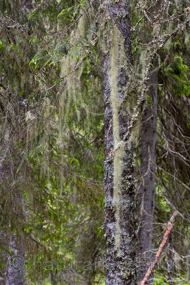 KA_07_1_0900 / Usnea longissima / Huldrestry