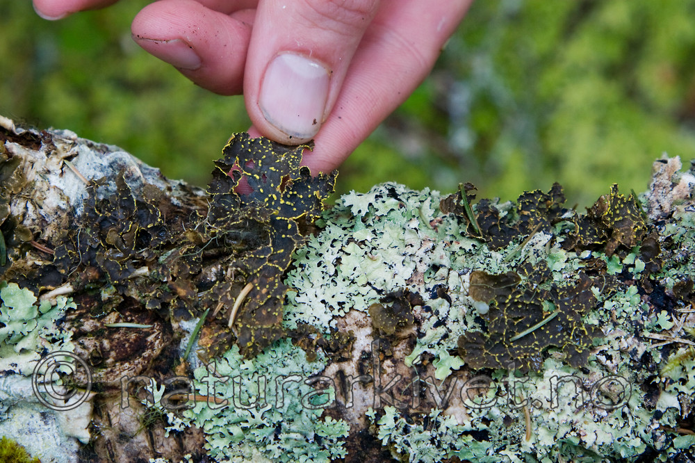 KA_07_1_0903 / Pseudocyphellaria crocata / Gullprikklav