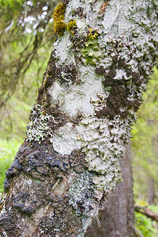 KA_07_1_0917 / Lobaria amplissima / Sølvnever