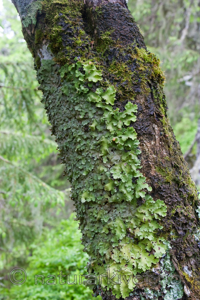 KA_07_1_0918 / Lobaria amplissima / Sølvnever