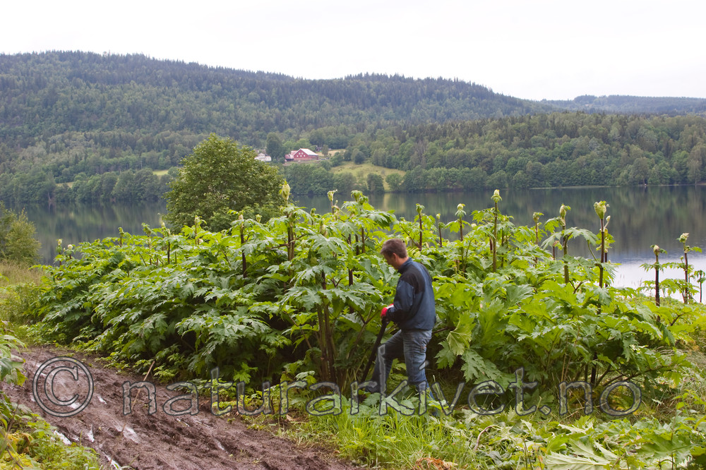 KA_07_1_0945 / Heracleum mantegazzianum / Kjempebjørnekjeks